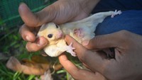 Mahasiswa semester akhir sebuah kampus negeri di Padang itu, selama pandemi menggeluti bisnis ternak mamalia berkantung Sugar Glider.