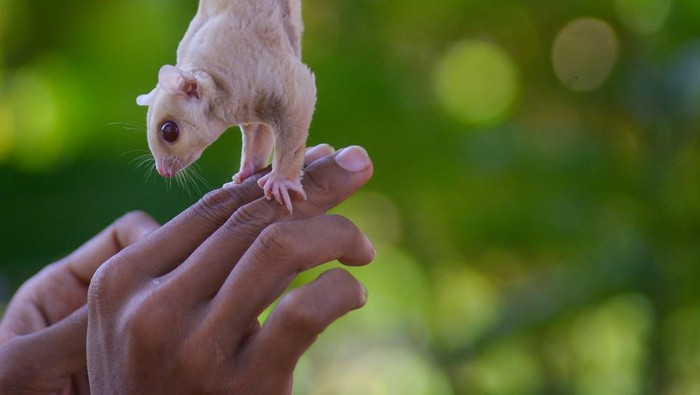 Peternak Azmi Fadli, melatih sugar glider (Petaurus breviceps) jenis Creamino miliknya di Padang, Sumatera Barat, Jumat (7/1/2022). Mahasiswa semester akhir sebuah kampus negeri di Padang itu, selama pandemi menggeluti bisnis ternak mamalia berkantung yang dijual mulai Rp500 ribu hingga Rp5 juta per ekor.  ANTARA FOTO/Iggoy el Fitra/rwa.
