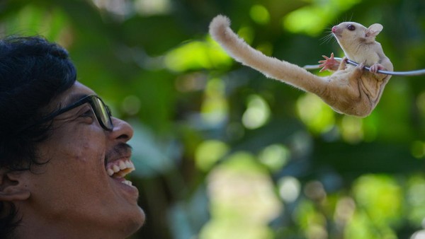 Tak Biasa, Pria Ini Raup Untung dari Ternak Sugar Glider