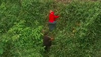 Foto: Video seorang ibu-ibu merangkak naik dari tepi kali di Pitara, Depok, ramai beredar. Ibu-ibu itu terjatuh ke kali usai sepeda motornya yang ditumpanginya mengalami kecelakaan. (Screenshot video viral)