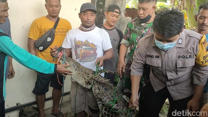 Warga menangkap buaya muara di Kali Kupang, Kota Pekalongan, Jumat (7/1/2022).