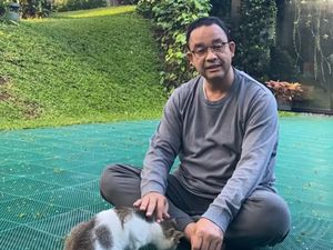 Ini Lego, Kucing Anies yang Hanya Memiliki Tiga Kaki