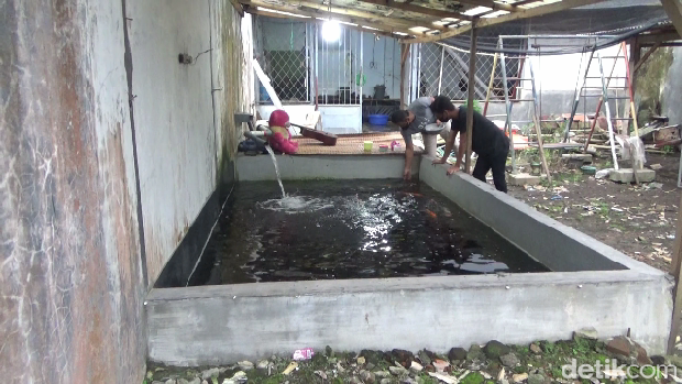 budi daya ikan koi