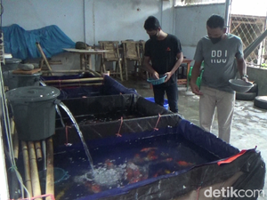 Berawal dari Hobi, Warga Lumajang Ini Cuan dari Ikan Koi