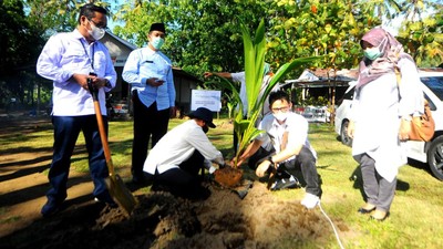Dorong Penanaman Bibit Kelapa Hibrida
