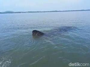 Melihat Puluhan Hiu Tutul Muncul di Perairan Probolinggo