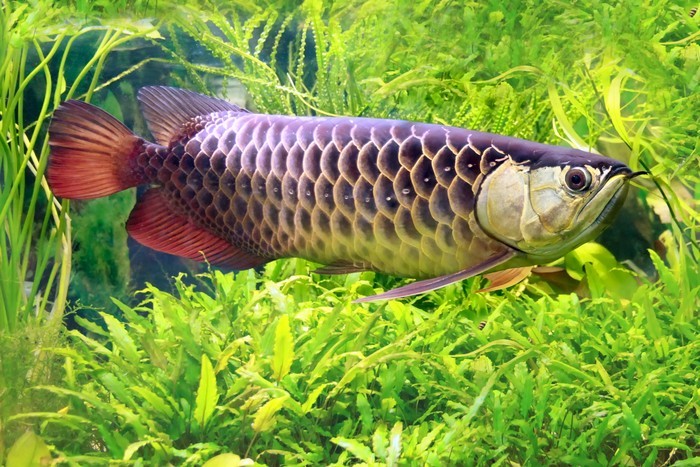 Kelaparan Sendirian di Rumah, Orang Ini Nekat Goreng Ikan Arwana Mahal
