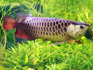 Kelaparan Sendirian di Rumah, Orang Ini Nekat Goreng Ikan Arwana Mahal