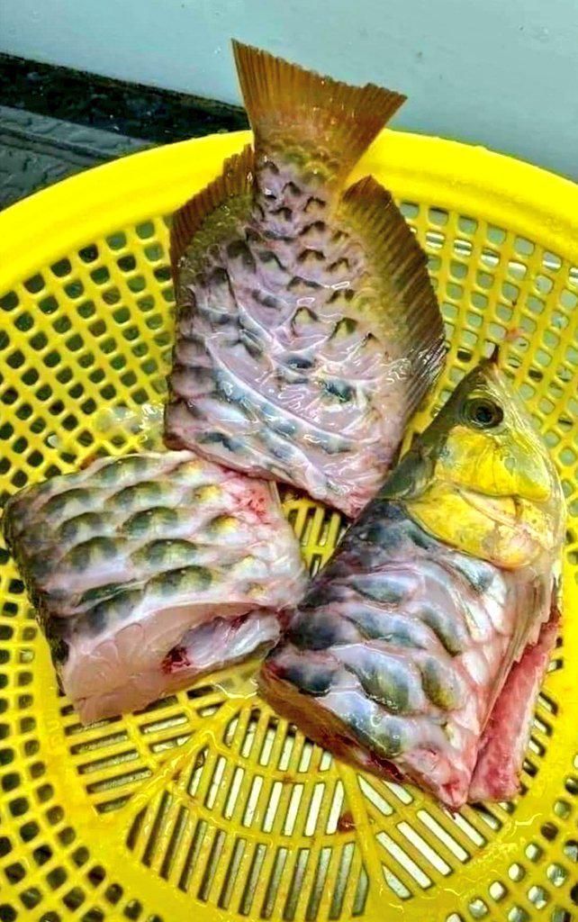 Kelaparan Sendirian di Rumah, Orang Ini Nekat Goreng Ikan Arwana Mahal