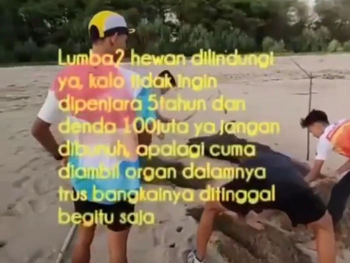 lumba-lumba mati