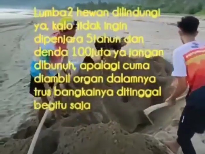 lumba-lumba mati