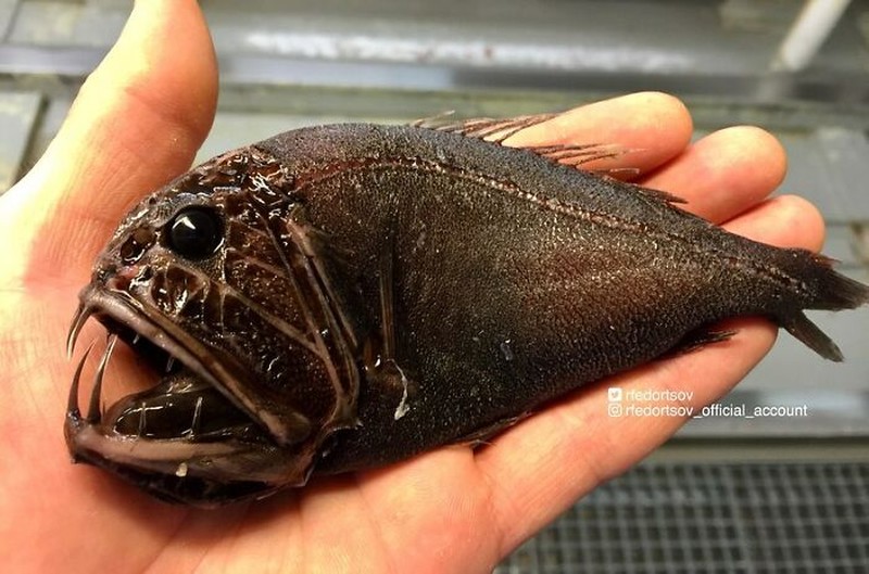 Makhluk dasar laut mencengangkan