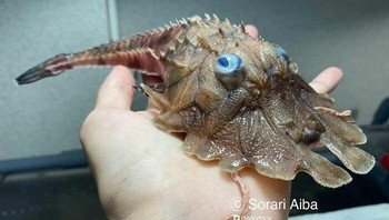 Mirip ikan pari. Foto: Roman Fedortsov via Boredpanda