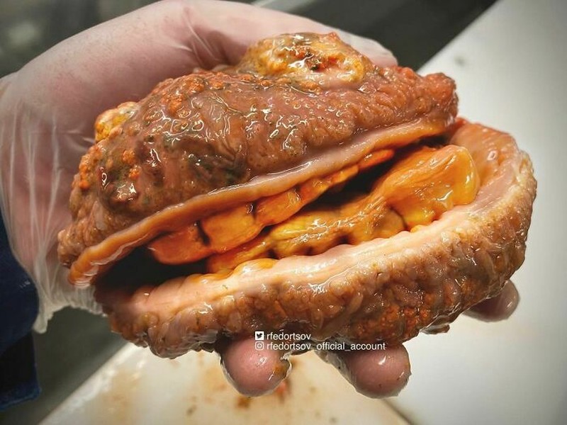 Makhluk dasar laut mencengangkan