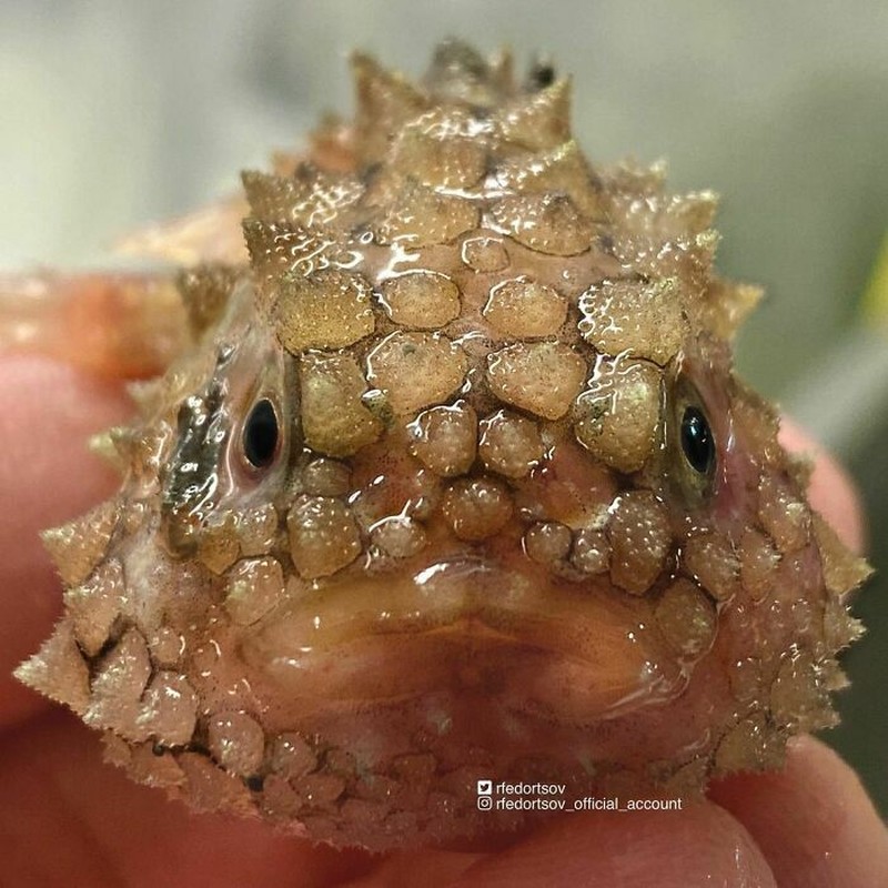 Makhluk dasar laut mencengangkan