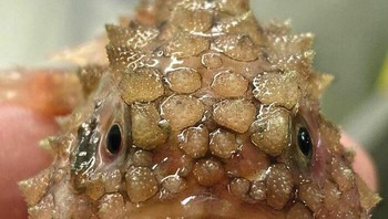 Mirip naga. Foto: Roman Fedortsov via Boredpanda