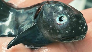 Liparis. Foto: Roman Fedortsov via Boredpanda