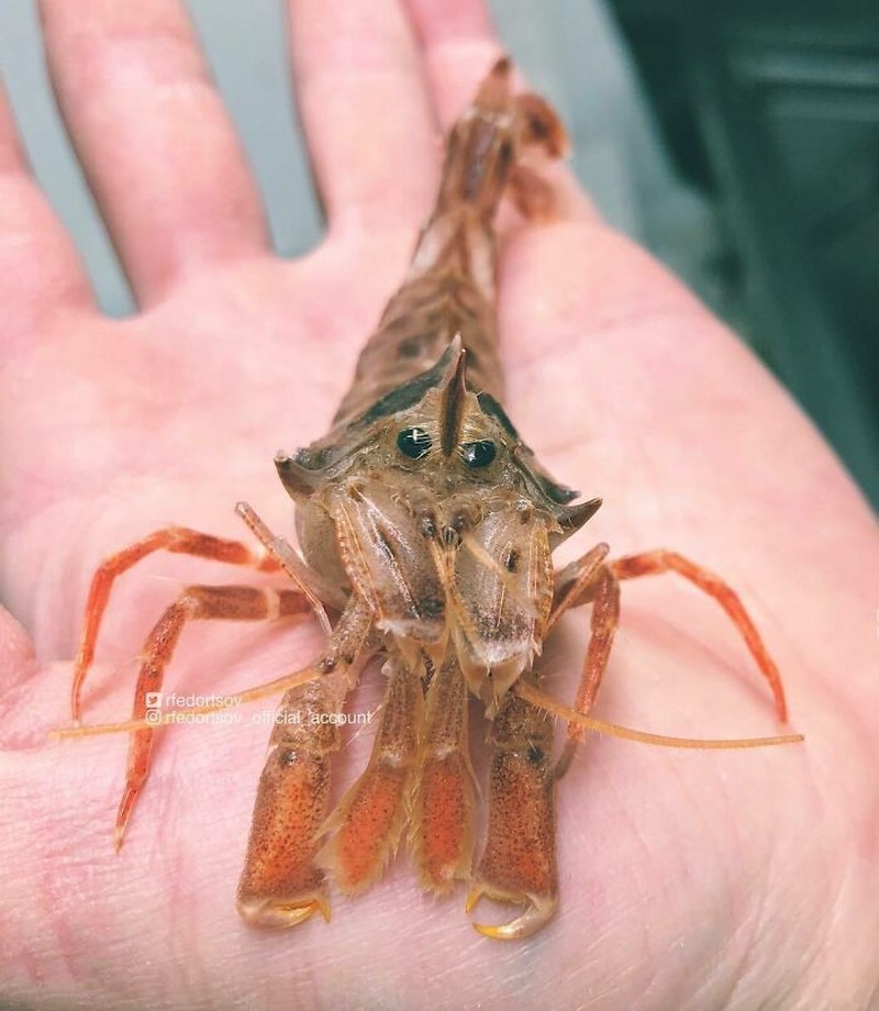 Makhluk dasar laut mencengangkan