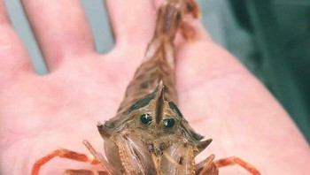 Udang dasar laut. Foto: Roman Fedortsov via Boredpanda
