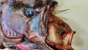 Ikan makan ikan. Foto: Roman Fedortsov via Boredpanda