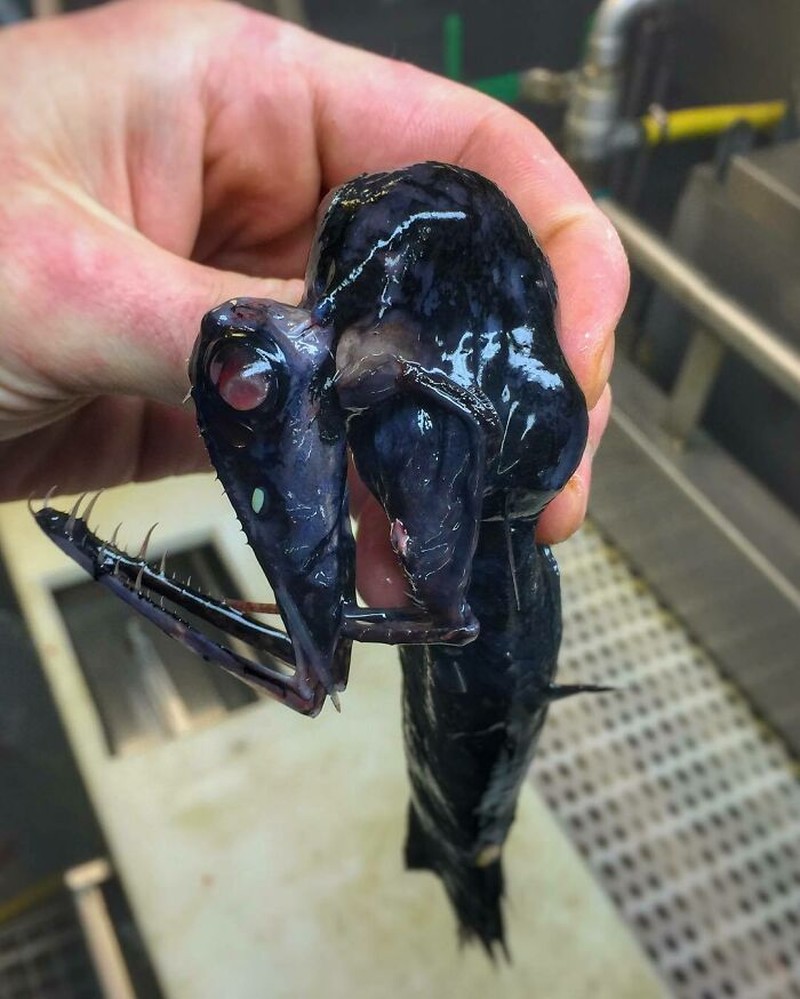 Makhluk dasar laut mencengangkan