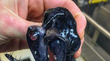 Mirip nyamuk. Foto: Roman Fedortsov via Boredpanda