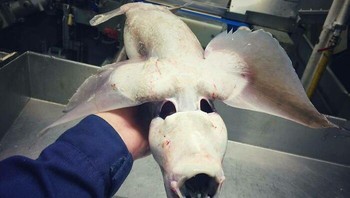 Seperti monster. Foto: Roman Fedortsov via Boredpanda