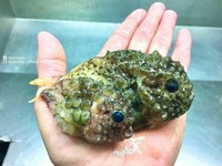 Makhluk dasar laut mencengangkan