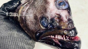 Halibut, Foto: Roman Fedortsov via Boredpanda