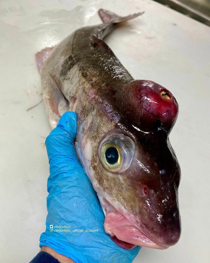 Makhluk dasar laut mencengangkan