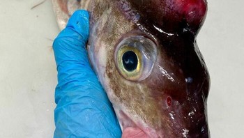 Haddock. Foto: Roman Fedortsov via Boredpanda