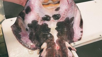 Arctic Skate. Foto: Roman Fedortsov via Boredpanda