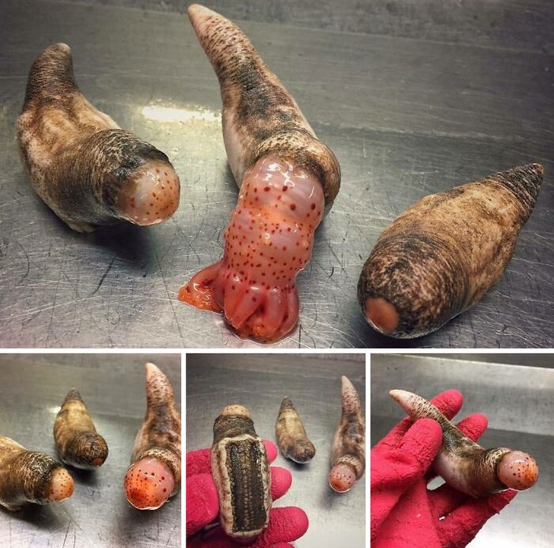 Makhluk dasar laut mencengangkan