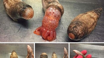 Anemones. Foto: Roman Fedortsov via Boredpanda