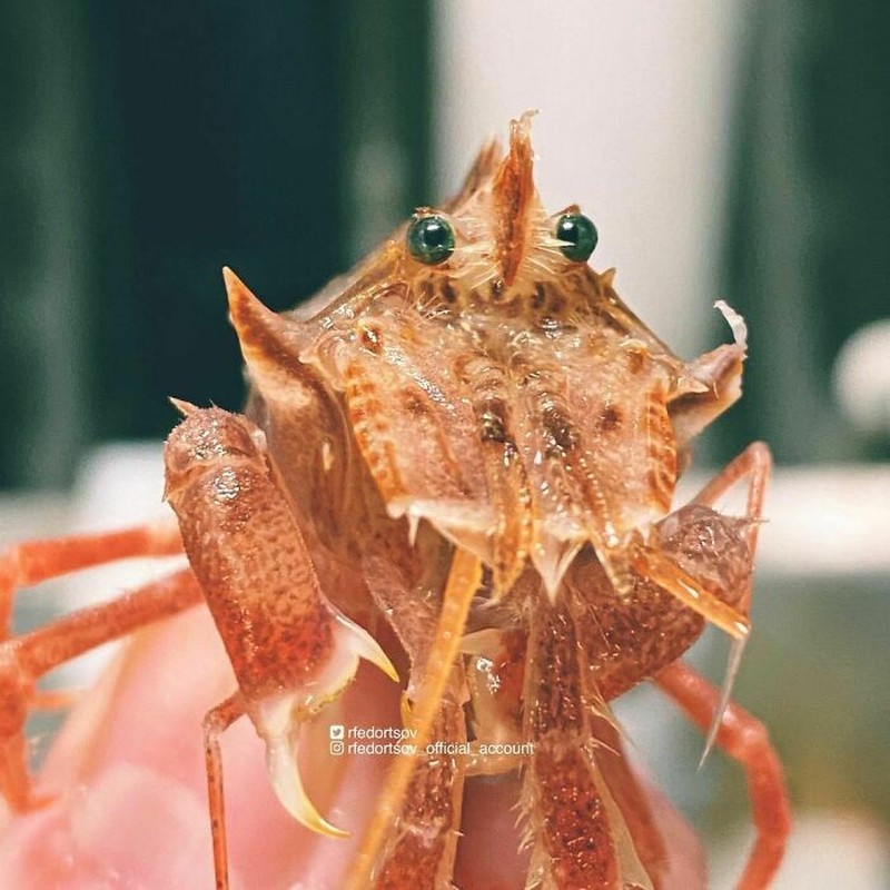 Makhluk dasar laut mencengangkan