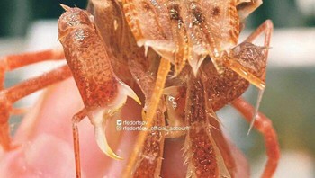 Jika ingin melihat lebih banyak makhluk dasar laut lainnya bisa mengunjungi akun Instagram Roman Fedortsov bisa buka link berikut ini. Foto: Roman Fedortsov via Boredpanda  