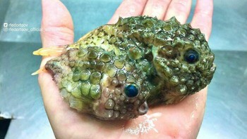 Leatherfin Lumpsucker Foto: Roman Fedortsov via Boredpanda