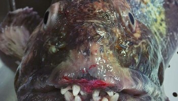 Wolffish. Foto: Roman Fedortsov via Boredpanda