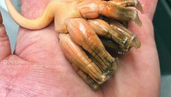 Mirip Alien. Foto: Roman Fedortsov via Boredpanda