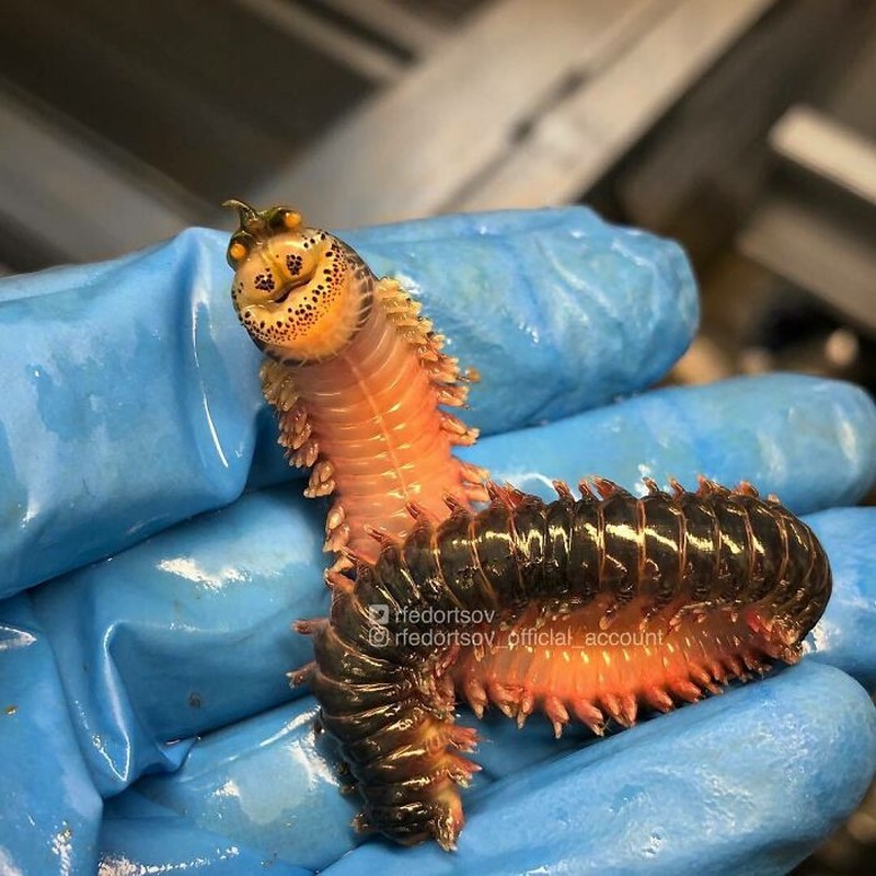 Makhluk dasar laut mencengangkan