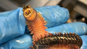 Kaki seribu dasar laut. Foto: Roman Fedortsov via Boredpanda