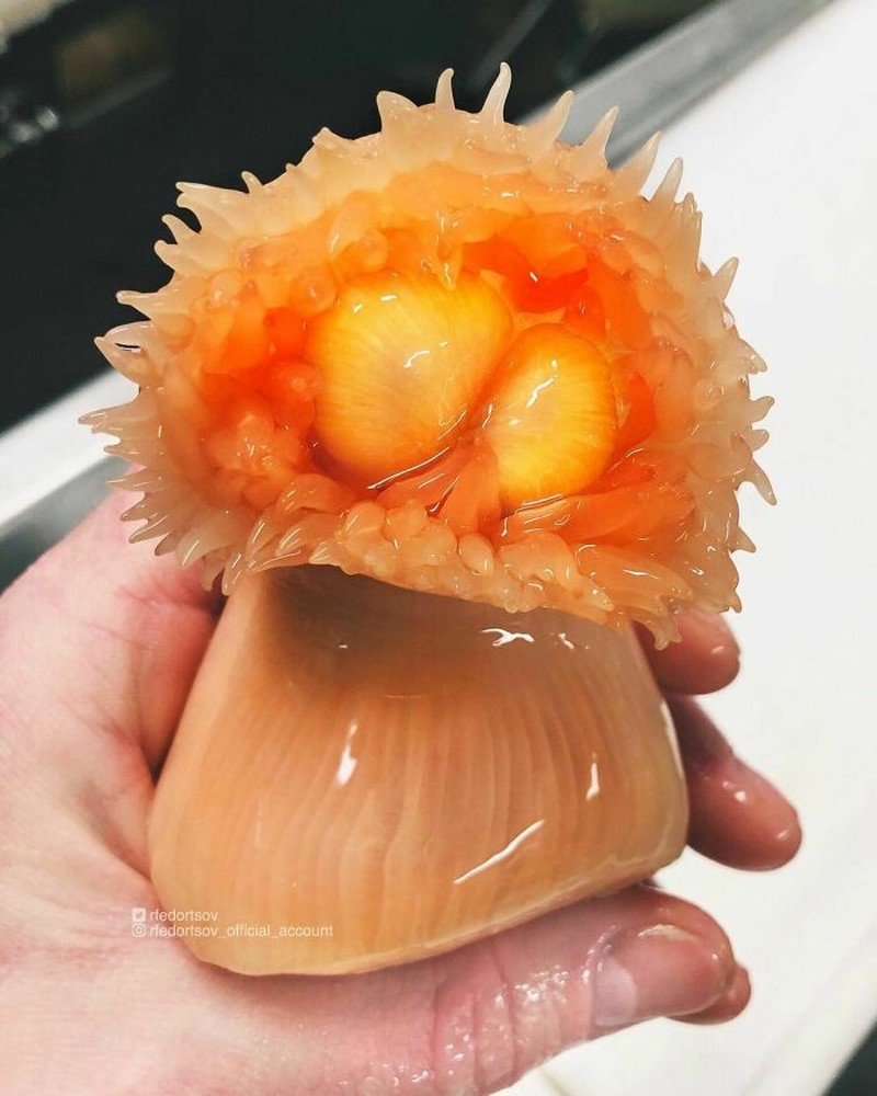 Makhluk dasar laut mencengangkan