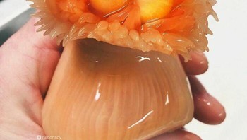 Sea Anemones. Foto: Roman Fedortsov via Boredpanda