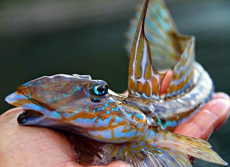 Makhluk dasar laut mencengangkan