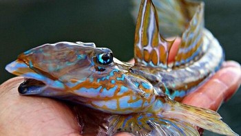 Allionymus Lyra. Foto: Roman Fedortsov via Boredpanda