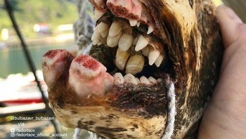 Wolffish. Foto: Roman Fedortsov via Boredpanda