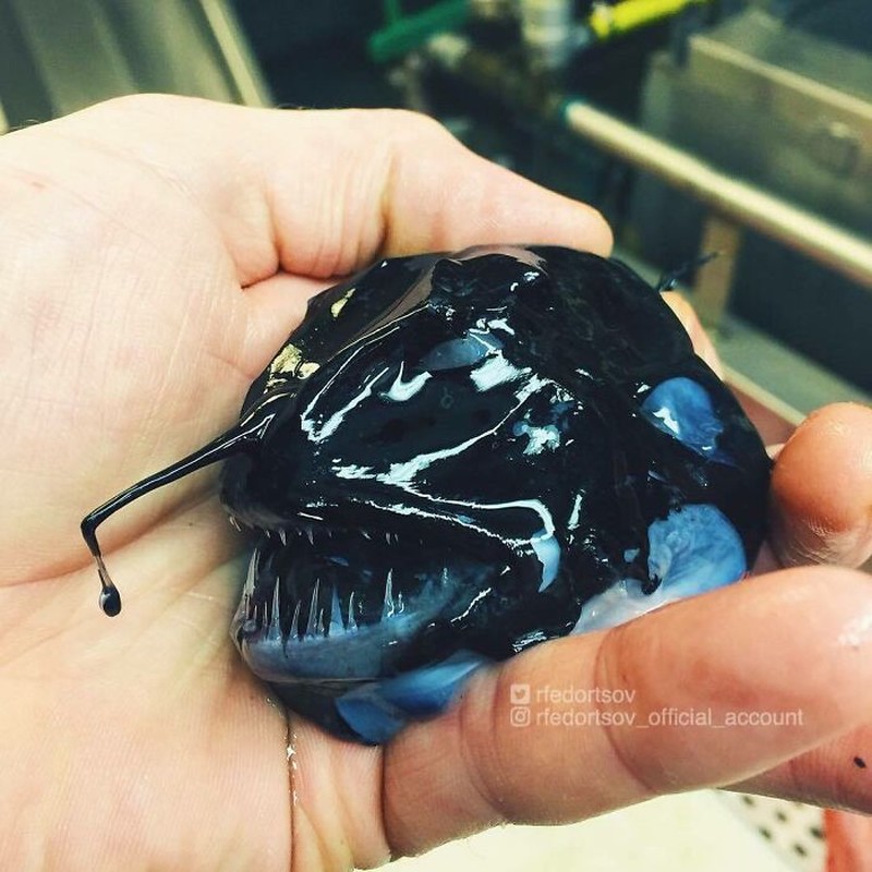 Makhluk dasar laut mencengangkan