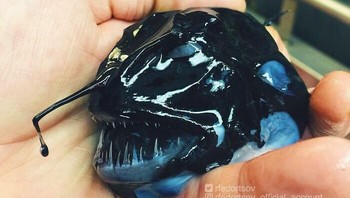 Ikan sungut ganda atau sering disebut anglerfish Foto: Roman Fedortsov via Boredpanda