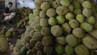 Pedagang musiman menata buah durian di salah satu tempat penampungan di Bandar Lampung, Lampung, Sabtu (8/1/2022).