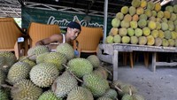 Pada musim panen buah durian ini harga durian dijual berkisar Rp30 ribu sampai Rp80 ribu per buah.